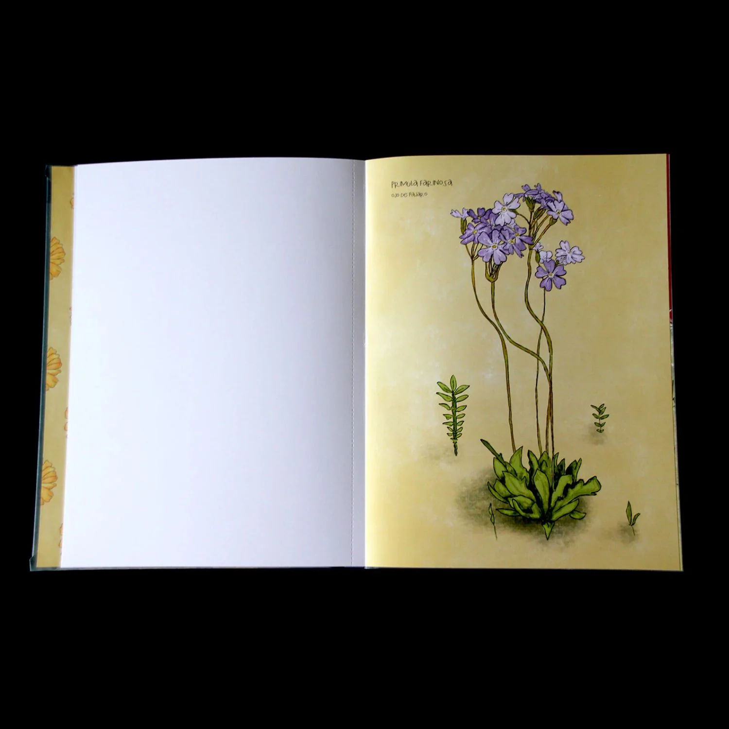 Desierto en Flor - Verónica Bazán - Image 6