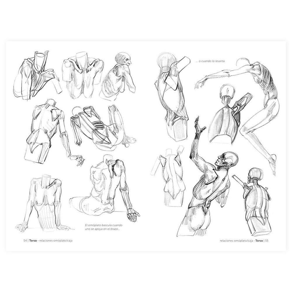 Anatomía Artística 3 El Esqueleto - Michel Lauricella - Image 3