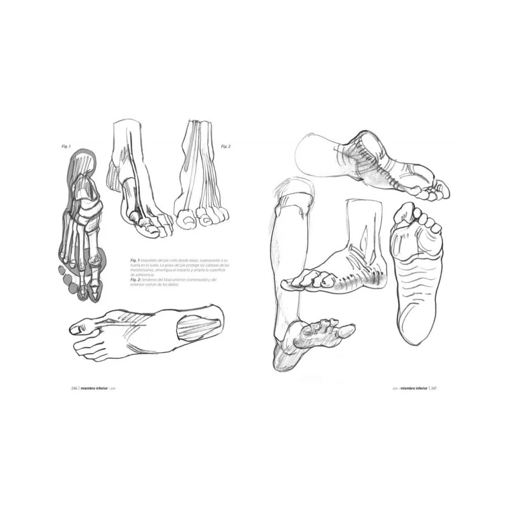 Anatomía Artística - Michel Lauricella - Image 3