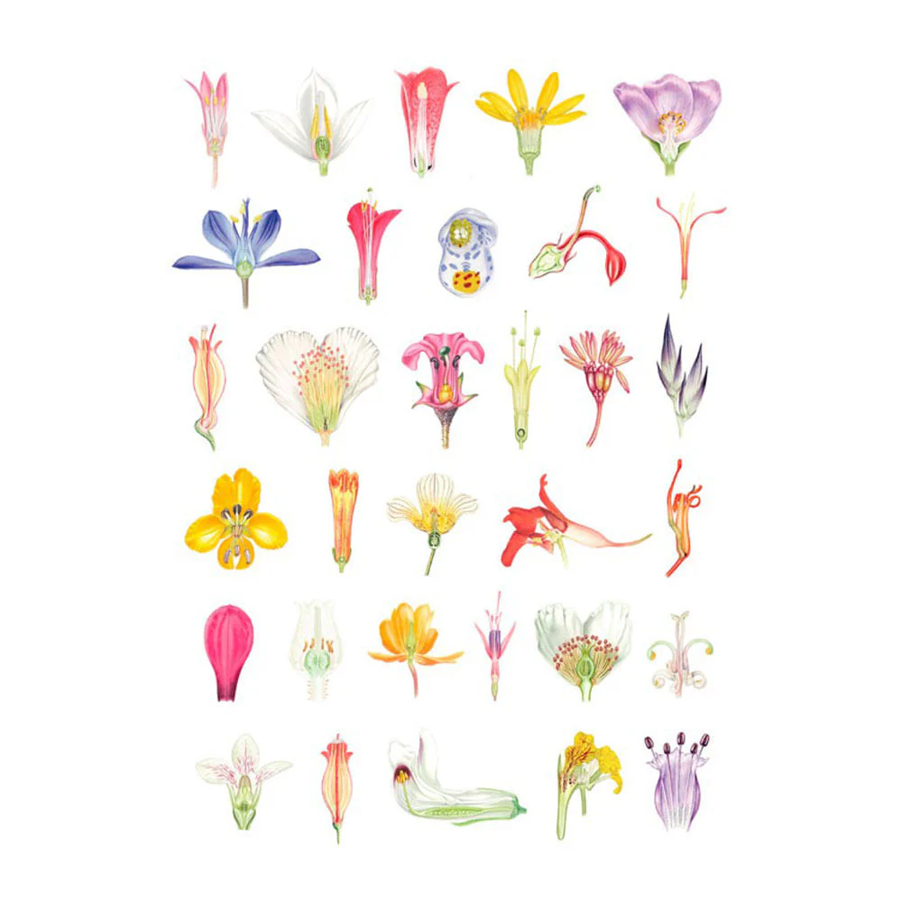 Plantas y Árboles de los Bosques de Chile - Martin F. Gardner - Image 3