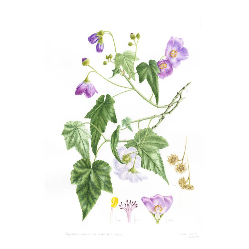 Plantas y Árboles de los Bosques de Chile - Martin F. Gardner - Image 4