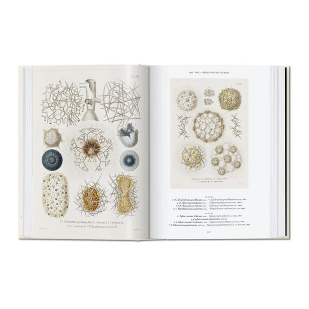 The Art & Science of Ernst Haeckel - Rainer Willmann - Image 4