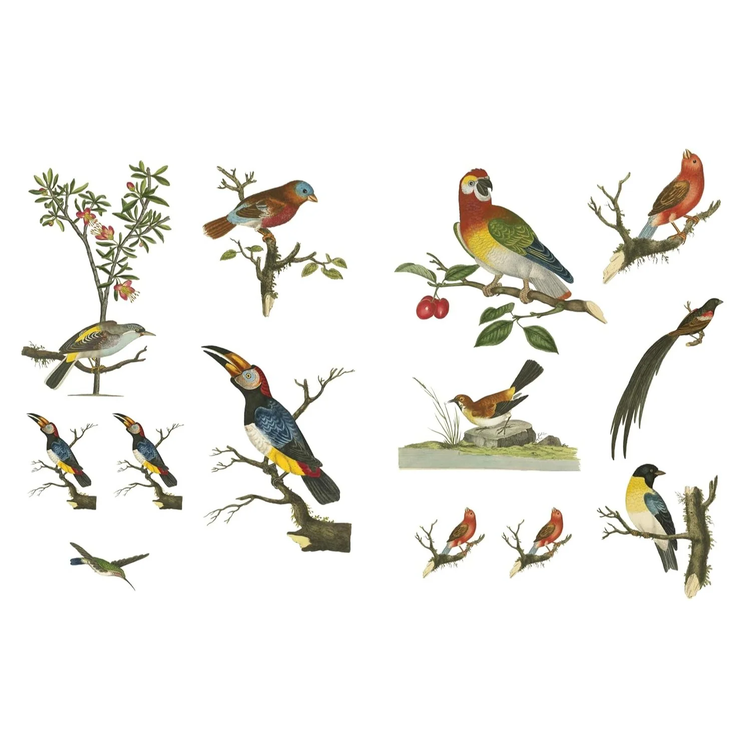 Recorta y Crea Collages Botánicos (RHS) - Katy Mcnulty - Image 3